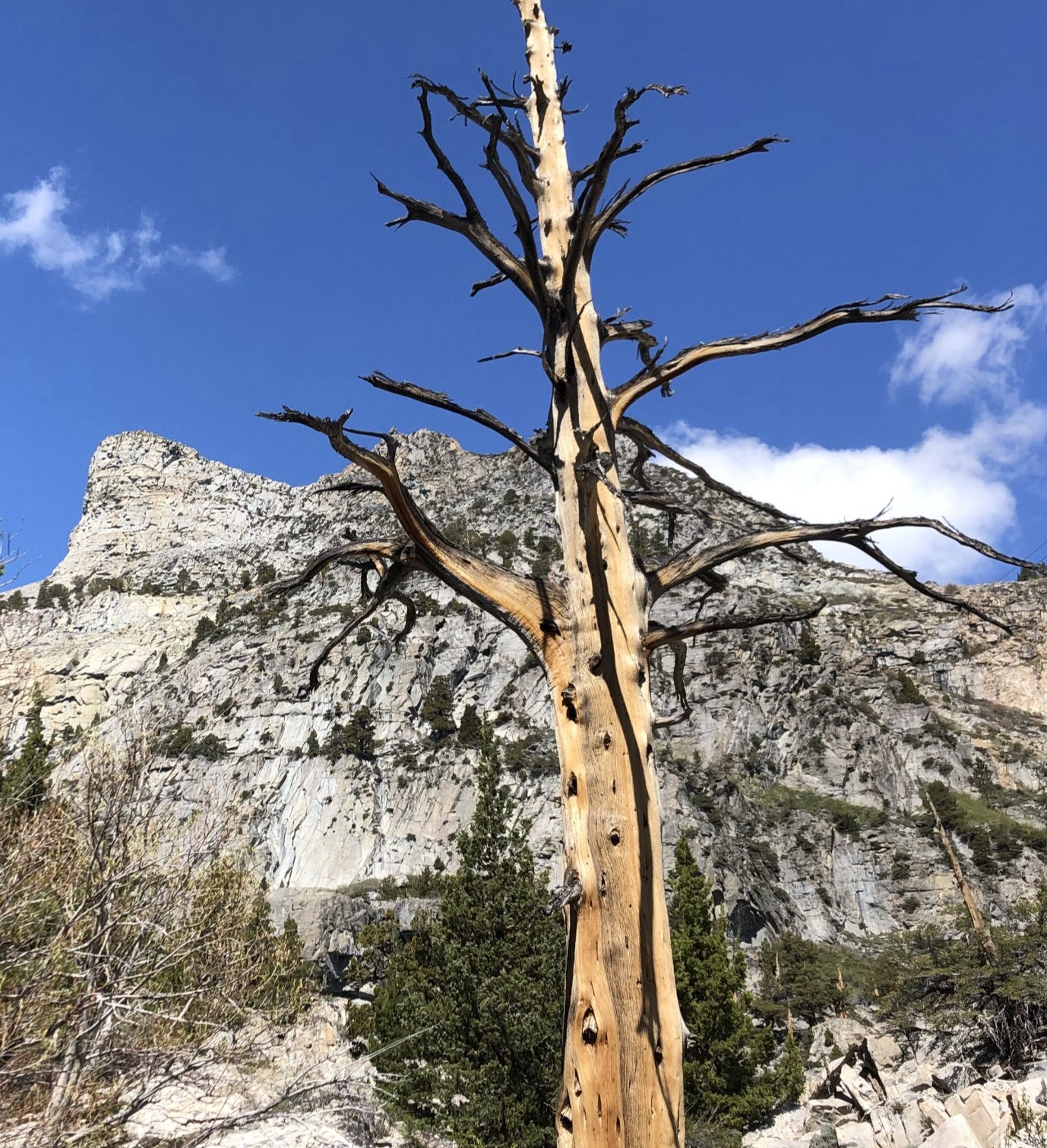 © Davis Tree Management