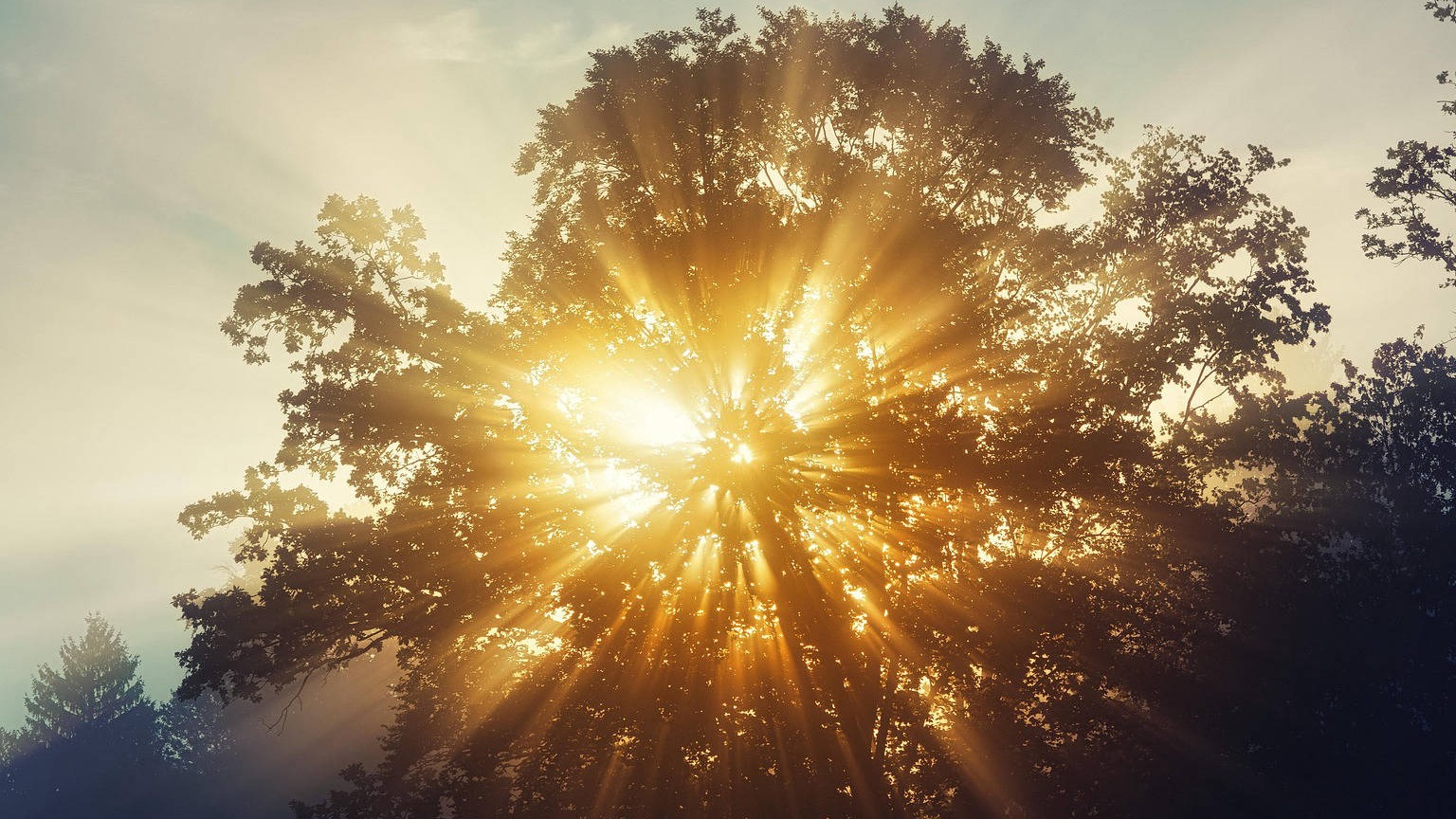 © Davis Tree Management